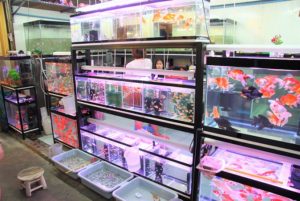 バンコクのチャトゥチャック市場の熱帯魚