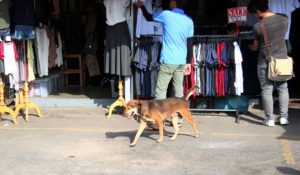 チャトゥチャックマーケットを歩く犬