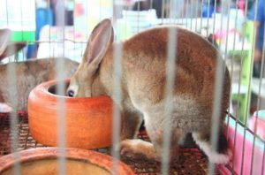 バンコクのチャトゥチャック市場のウサギ