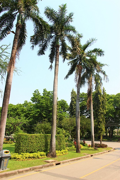 バンコクのお勧めスポット、ルンピ二ー公園内の道路と木の写真【タイ旅行】