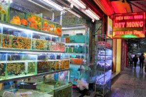 フエの観賞魚店で売られる熱帯魚の写真｜ベトナム旅行