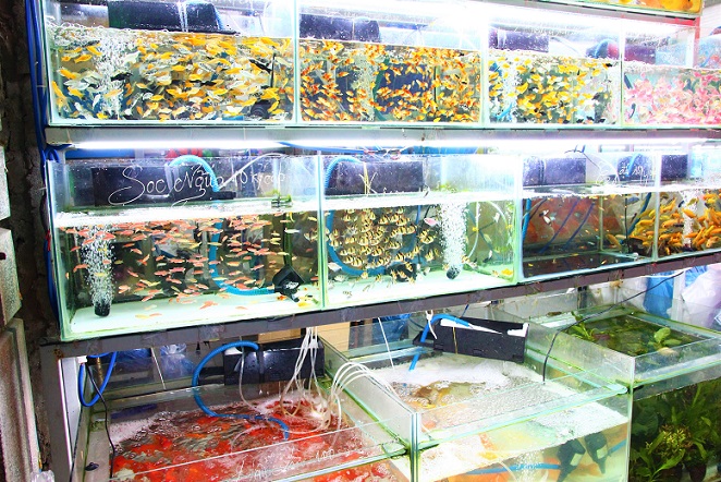 世界遺産の街フエの熱帯魚店で売られる魚の写真｜ベトナム旅行